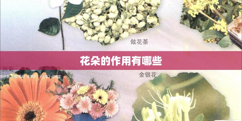 花朵的作用有哪些