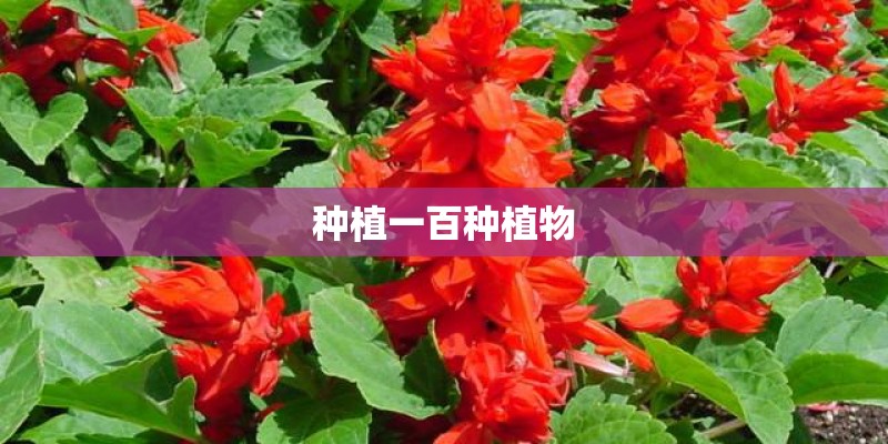 种植一百种植物