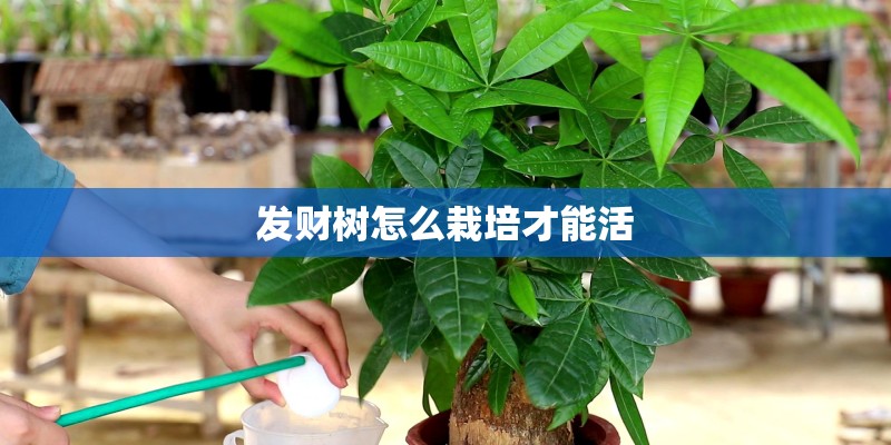 发财树怎么栽培才能活