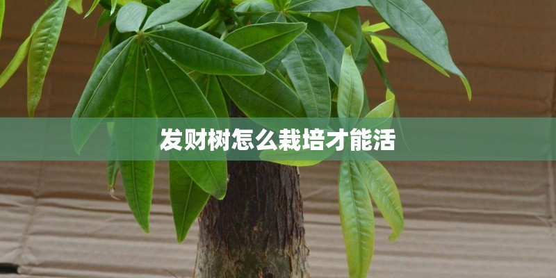 发财树怎么栽培才能活