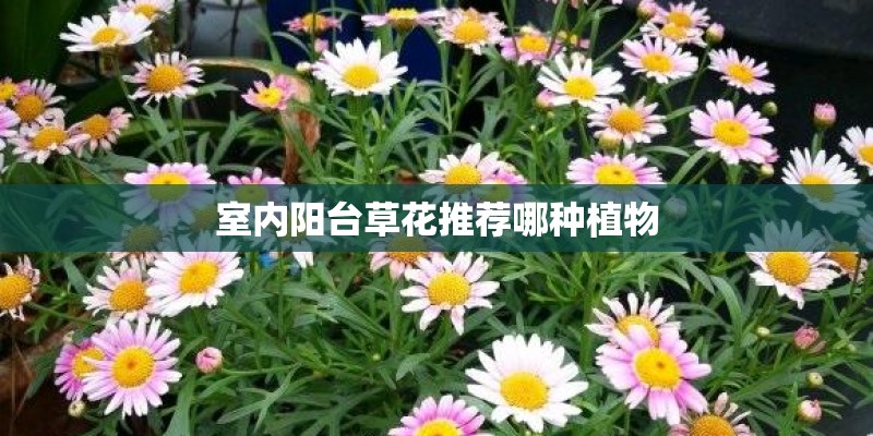 室内阳台草花推荐哪种植物