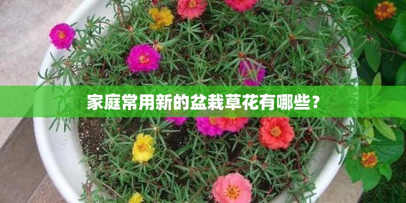 家庭常用新的盆栽草花有哪些？
