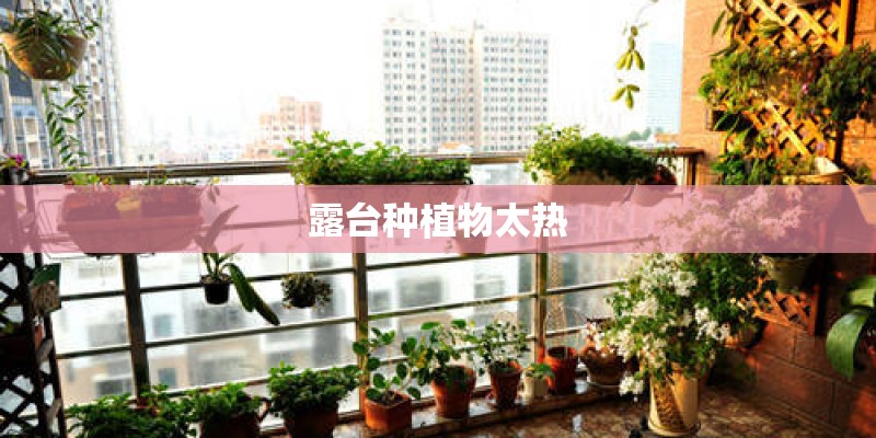 露台种植物太热