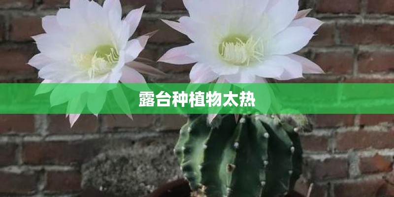 露台种植物太热