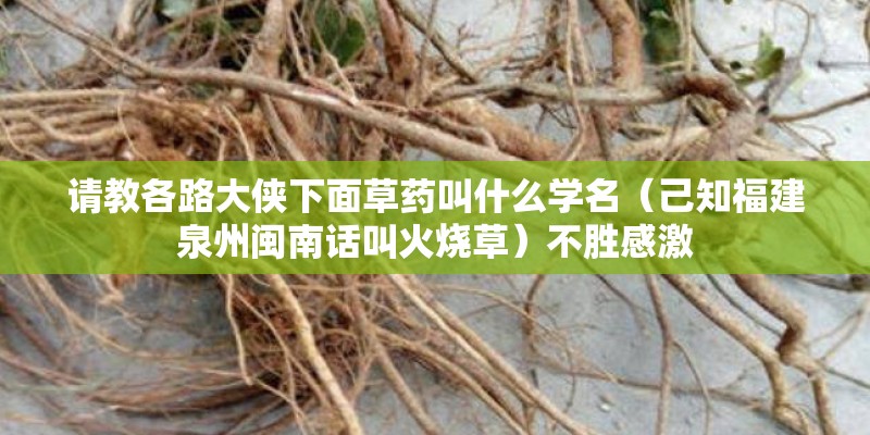 请教各路大侠下面草药叫什么学名（己知福建泉州闽南话叫火烧草）不胜感激