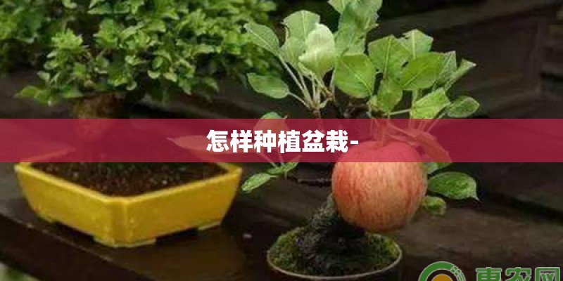 怎样种植盆栽-