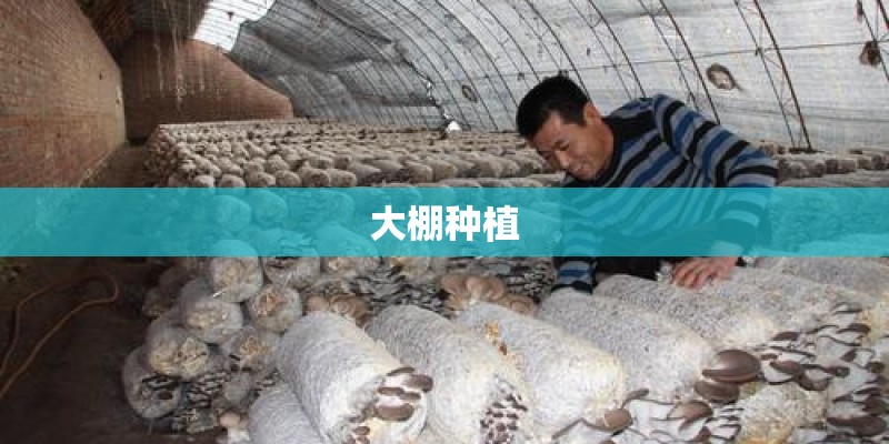 大棚种植
