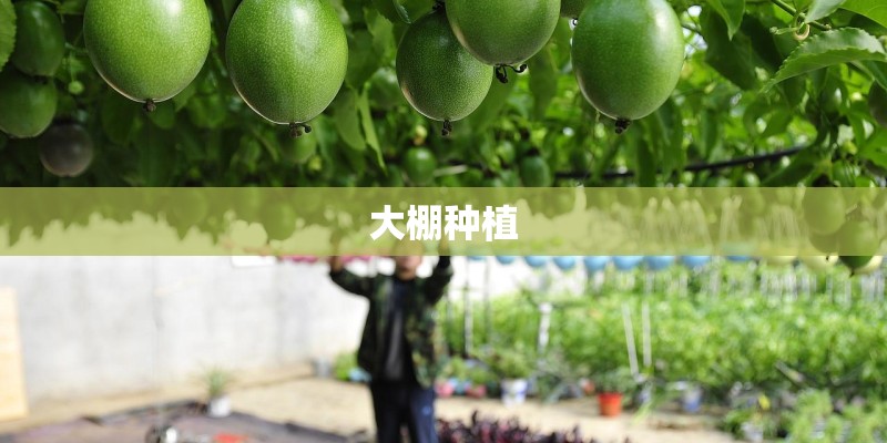 大棚种植 大棚种植