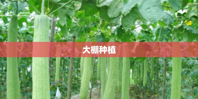 大棚种植 大棚种植