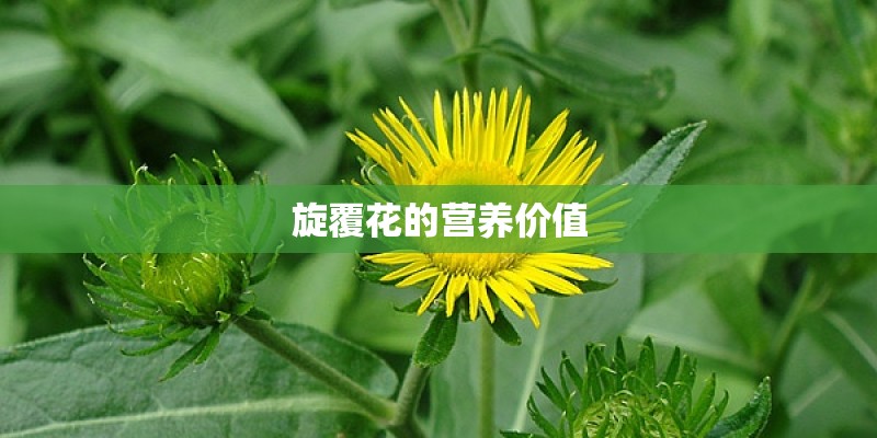 旋覆花的营养价值