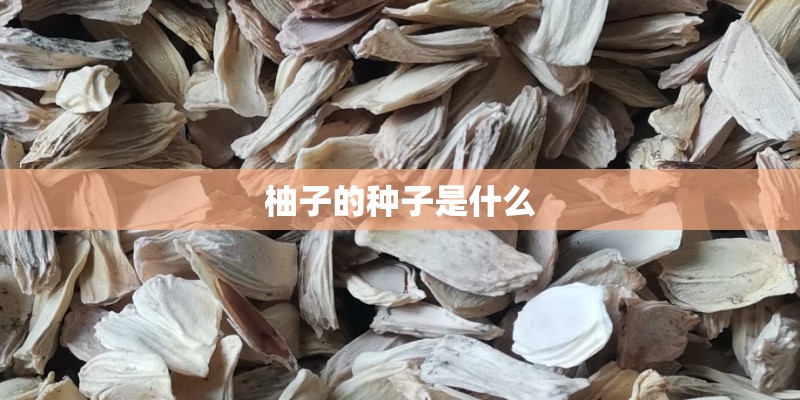 柚子的种子是什么