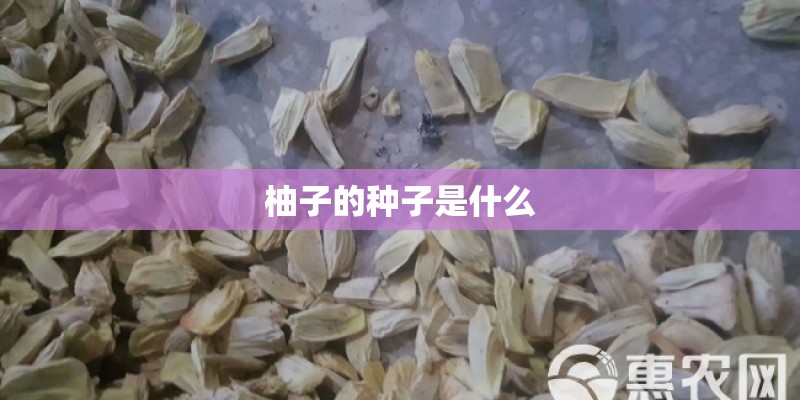 柚子的种子是什么