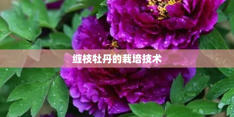 缠枝牡丹的栽培技术