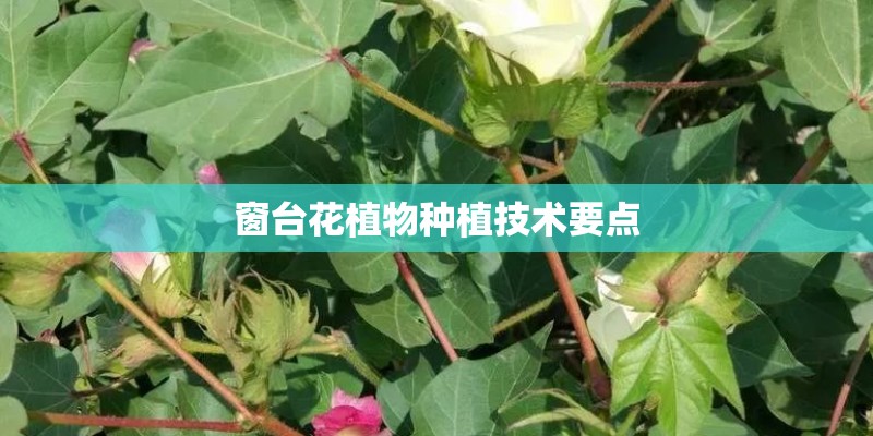 窗台花植物种植技术要点