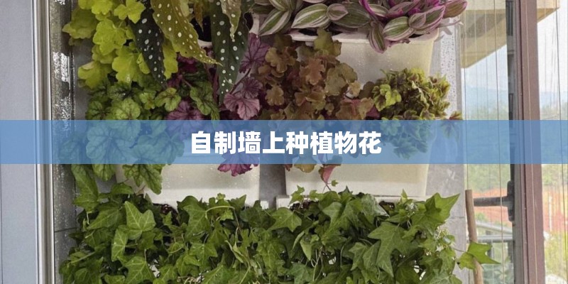 自制墙上种植物花