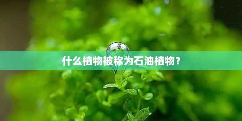 什么植物被称为石油植物？