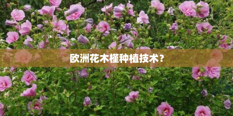 欧洲花木槿种植技术？