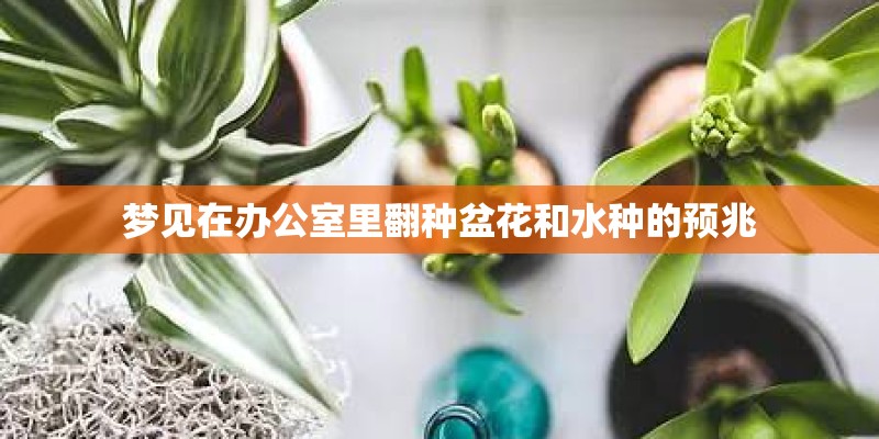梦见在办公室里翻种盆花和水种的预兆