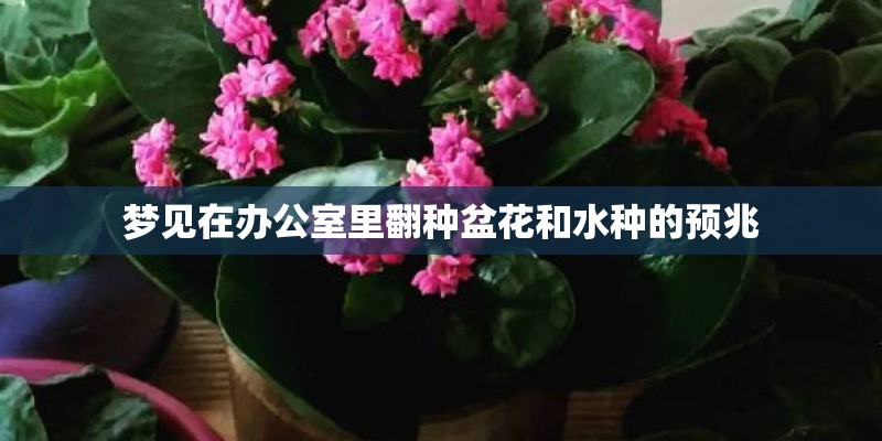 梦见在办公室里翻种盆花和水种的预兆