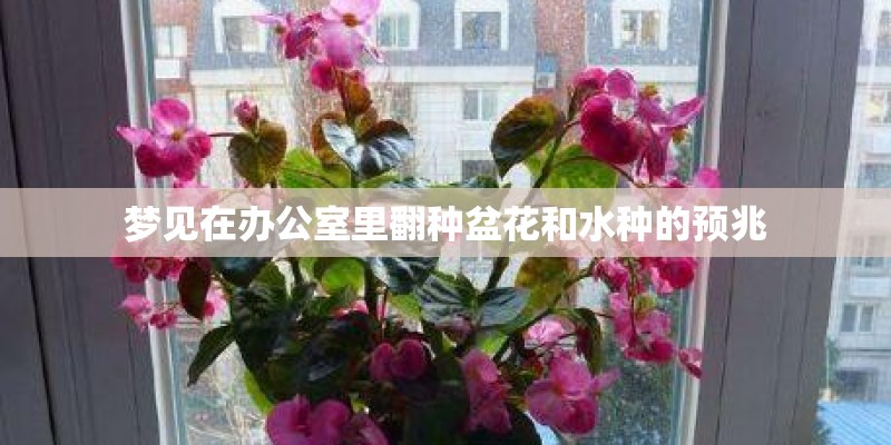 梦见在办公室里翻种盆花和水种的预兆