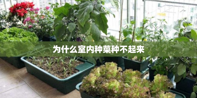 为什么室内种菜种不起来