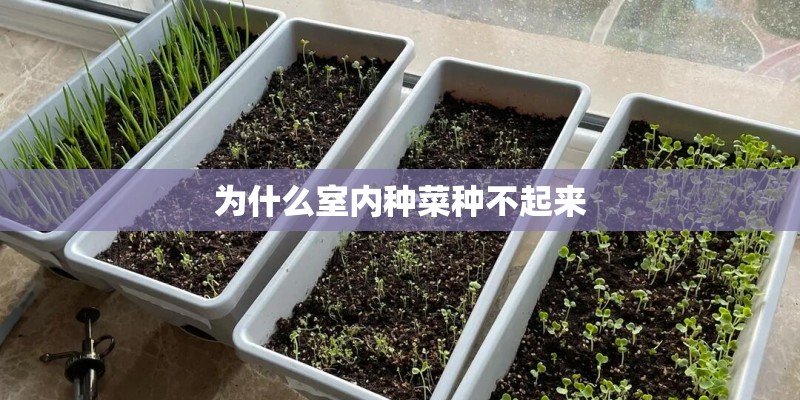 为什么室内种菜种不起来