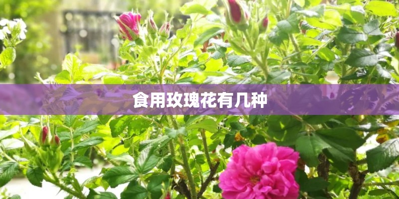 食用玫瑰花有几种