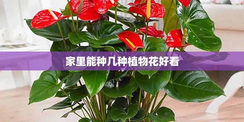 家里能种几种植物花好看
