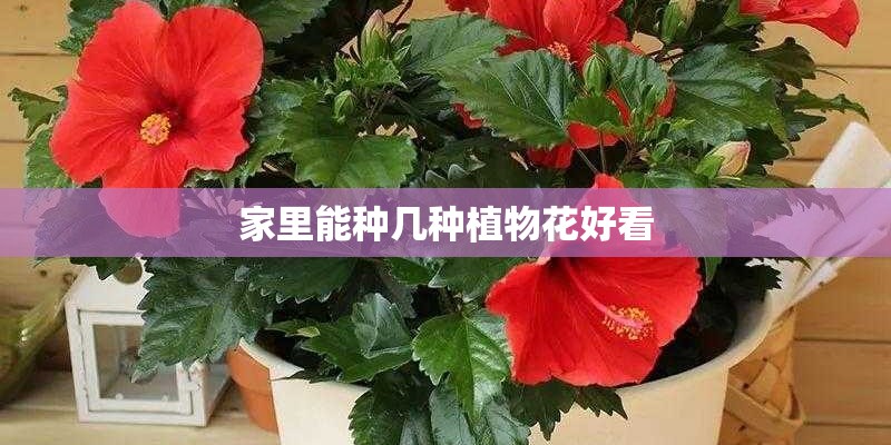 家里能种几种植物花好看