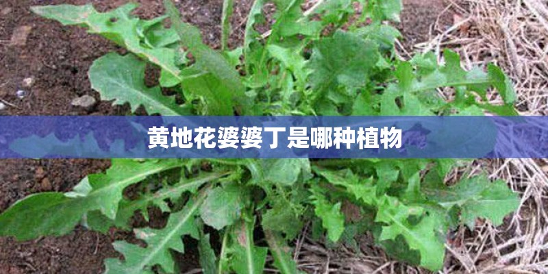 黄地花婆婆丁是哪种植物