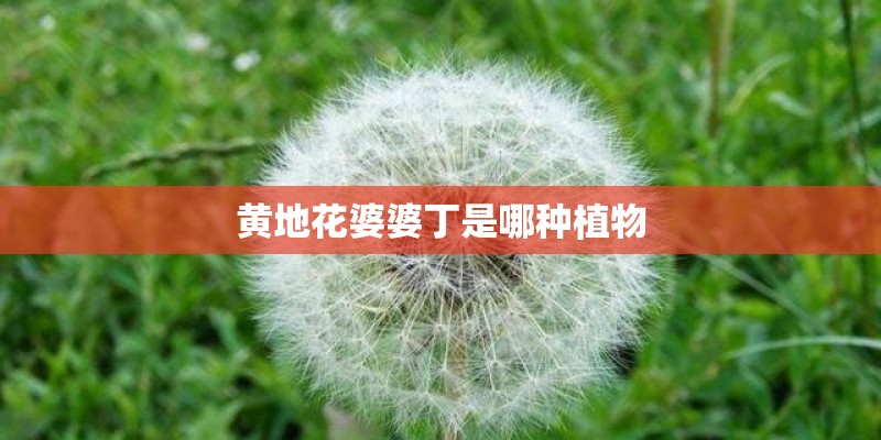 黄地花婆婆丁是哪种植物