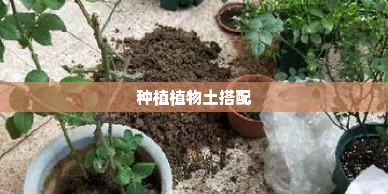 种植植物土搭配