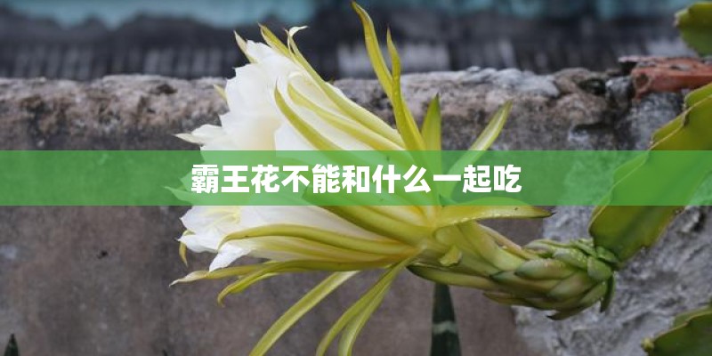 霸王花不能和什么一起吃