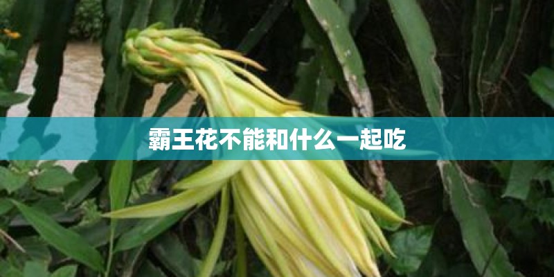 霸王花不能和什么一起吃