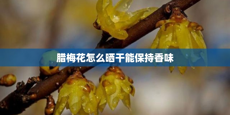 腊梅花怎么晒干能保持香味