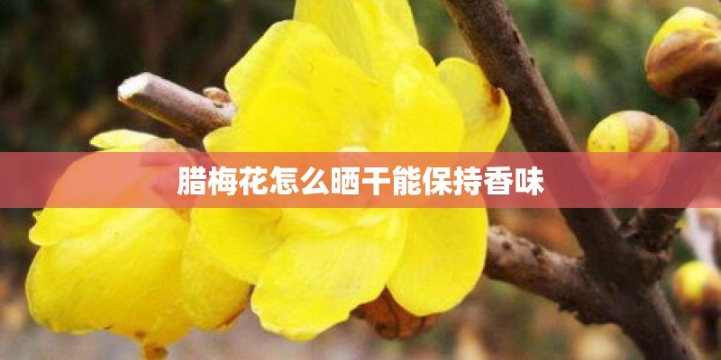 腊梅花怎么晒干能保持香味