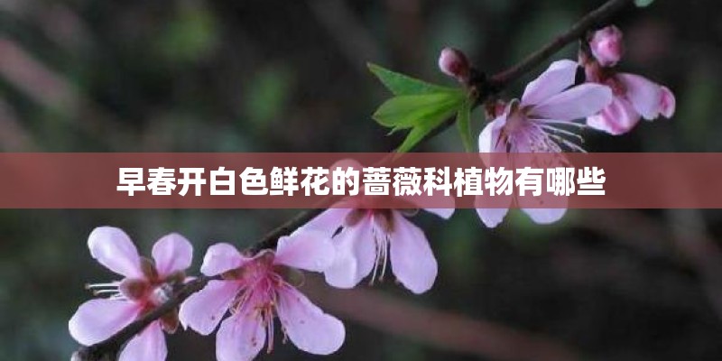 早春开白色鲜花的蔷薇科植物有哪些