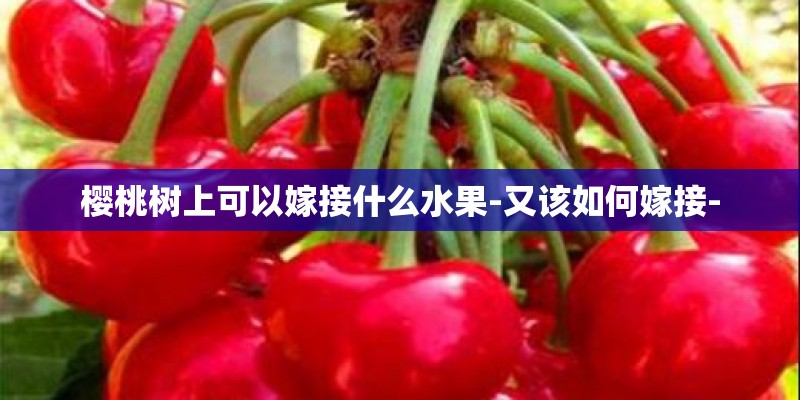 樱桃树上可以嫁接什么水果-又该如何嫁接- 樱桃树上可以嫁接什么水果-又该如何嫁接-