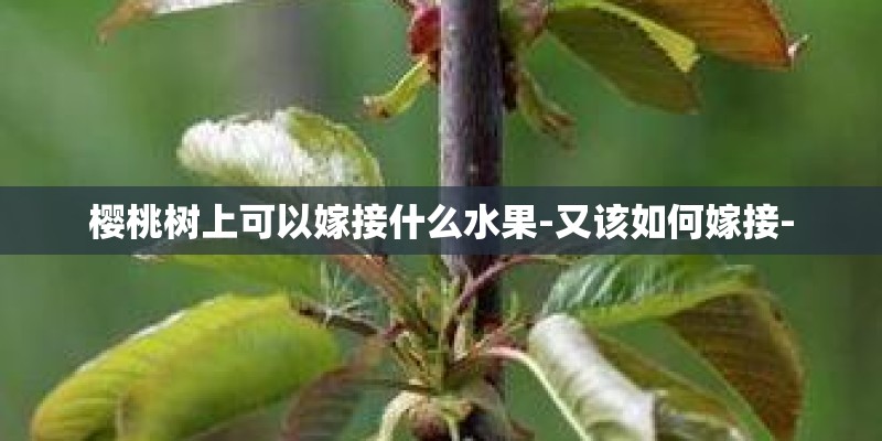 樱桃树上可以嫁接什么水果-又该如何嫁接- 樱桃树上可以嫁接什么水果-又该如何嫁接-