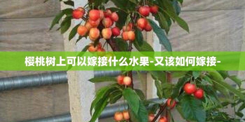樱桃树上可以嫁接什么水果-又该如何嫁接- 樱桃树上可以嫁接什么水果-又该如何嫁接-