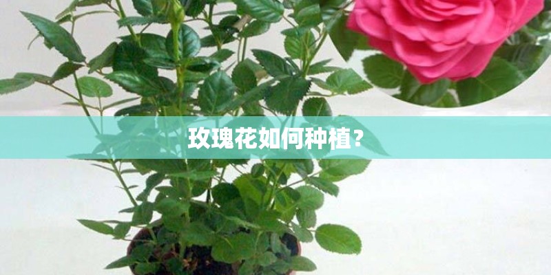 玫瑰花如何种植？