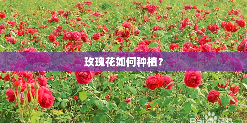 玫瑰花如何种植？