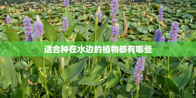 适合种在水边的植物都有哪些