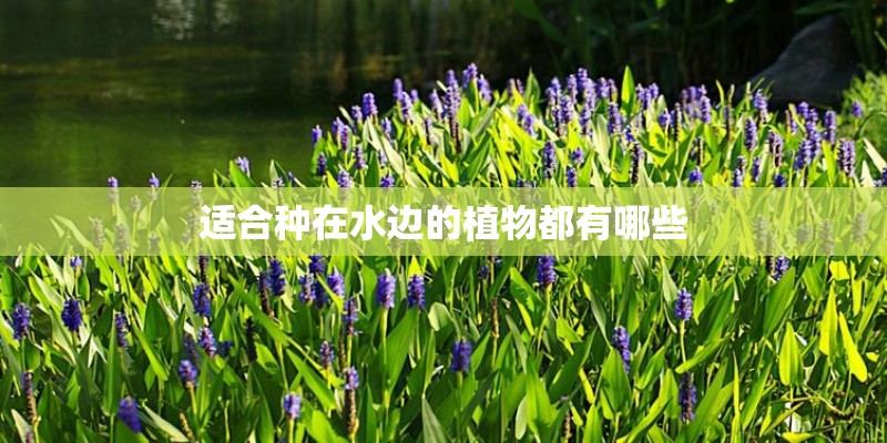 适合种在水边的植物都有哪些