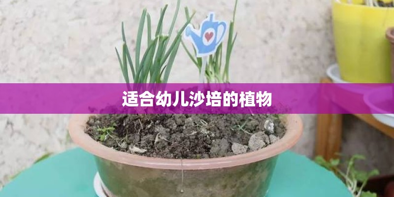 适合幼儿沙培的植物