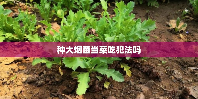 种大烟苗当菜吃犯法吗