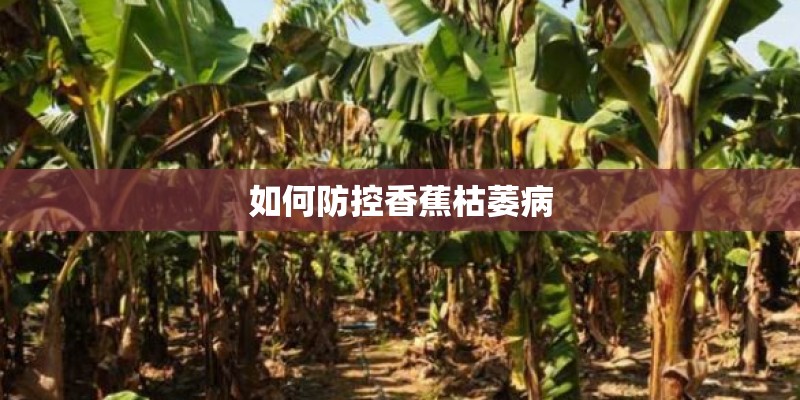 如何防控香蕉枯萎病