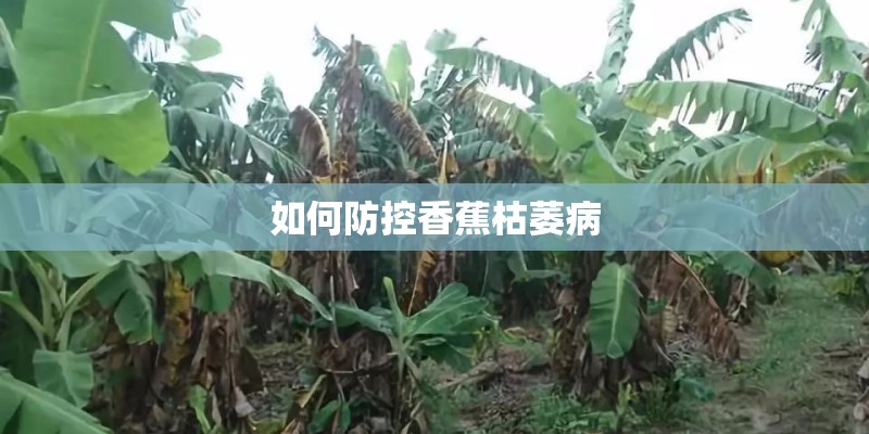 如何防控香蕉枯萎病