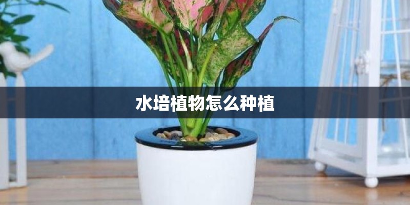 水培植物怎么种植