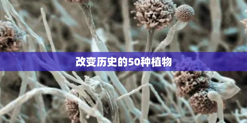改变历史的50种植物
